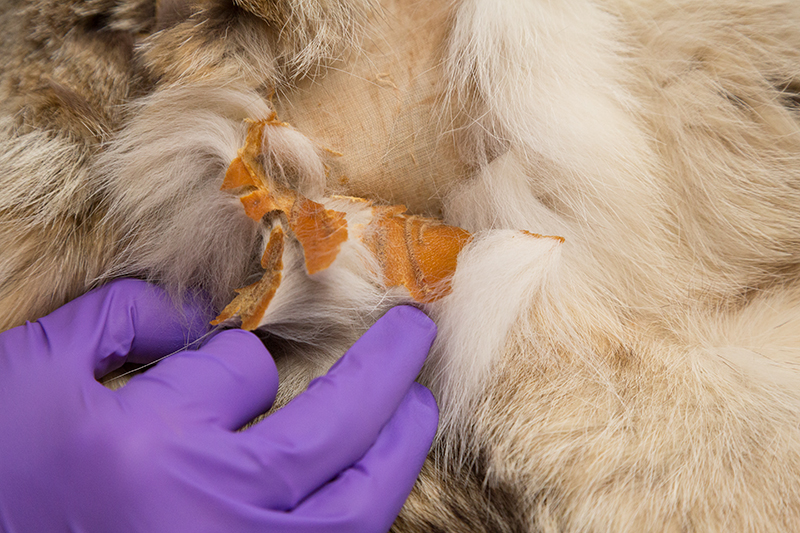 Conservator Bloomfield examining the detached and loose areas of fur found on the Madame Grès wolf pants.